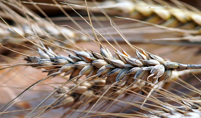 Środki sprzyjające regulacji pokroju zbóż